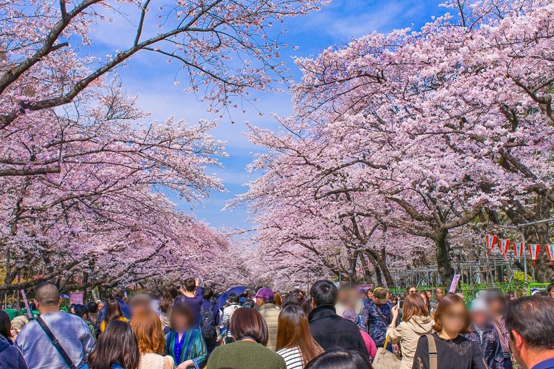 平陆赏樱花活动